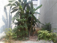 Bán lô đất đường 15 phường Bình An, Quận 2.